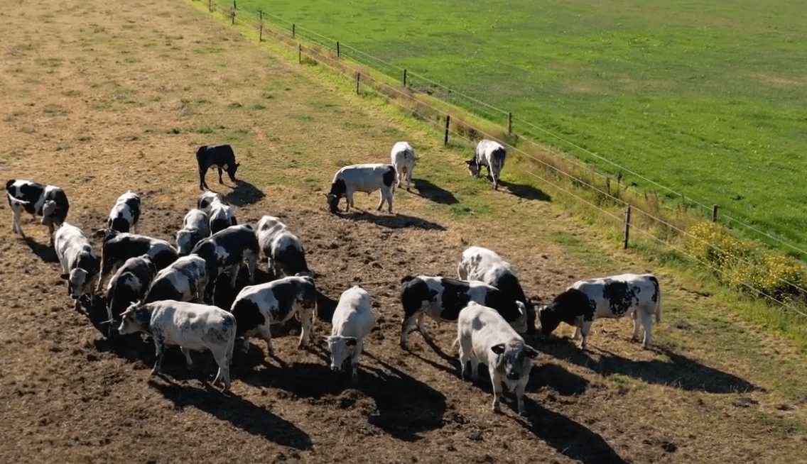 Waar komt ons kalfsvlees vandaan?